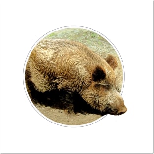 Wild boar Posters and Art